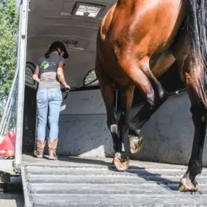 vervoerspositie, trailer, onderzoek, vooruit, achteruit, paard,