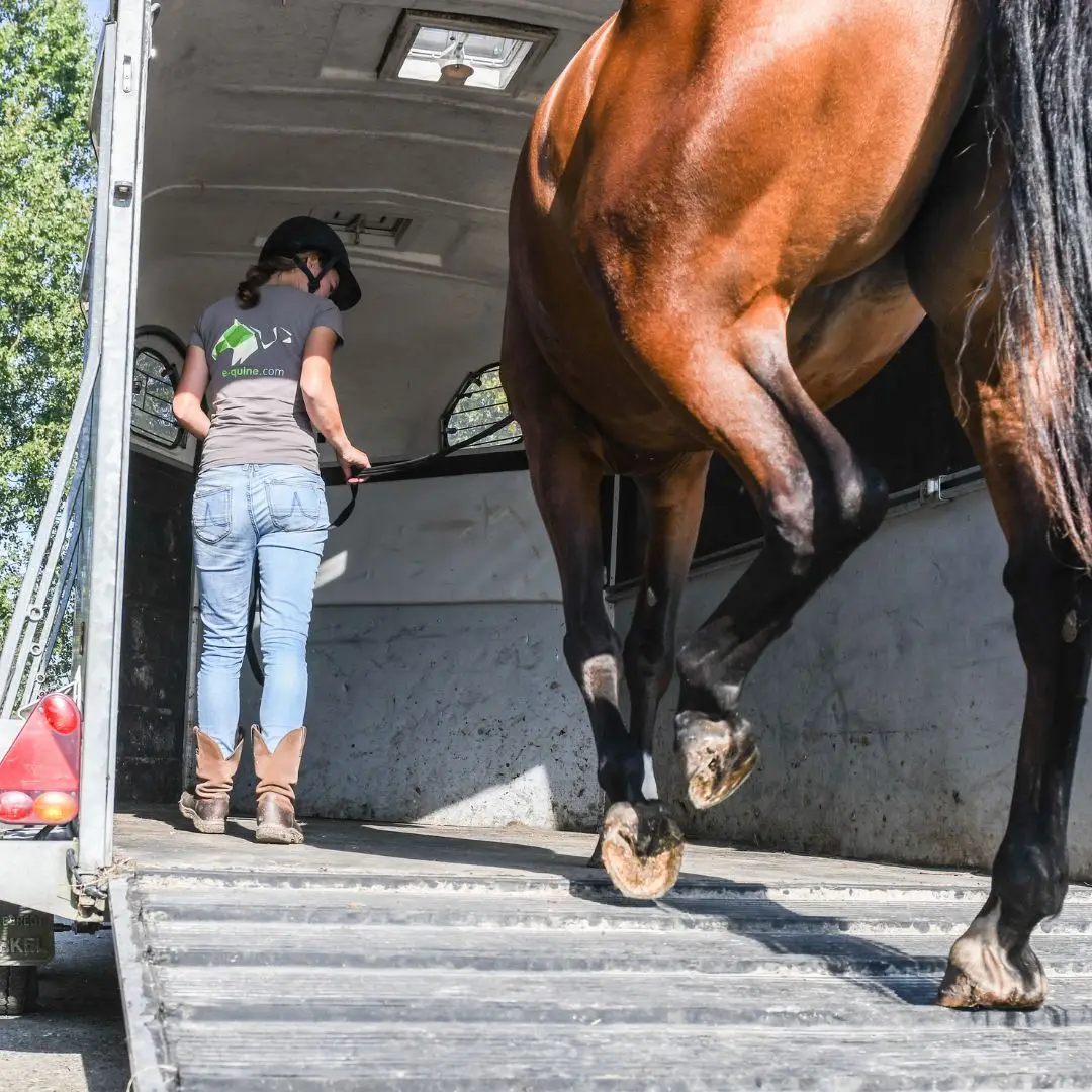 vervoerspositie, trailer, onderzoek, vooruit, achteruit, paard,