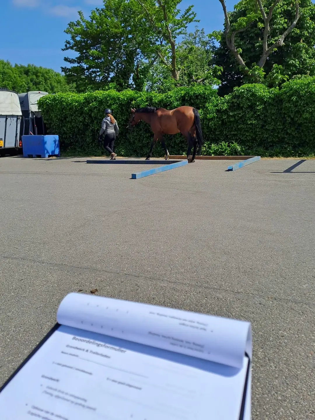 mbo hippisch, hippische opleiding, paardenopleiding, paardenschool, paard, paardenkennis