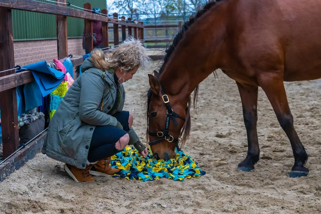 alumni training, KNHS, e-quine.com, instructeurs paard en gedrag, paardenopleiding, tamara Dorresteijn, hersenwerk