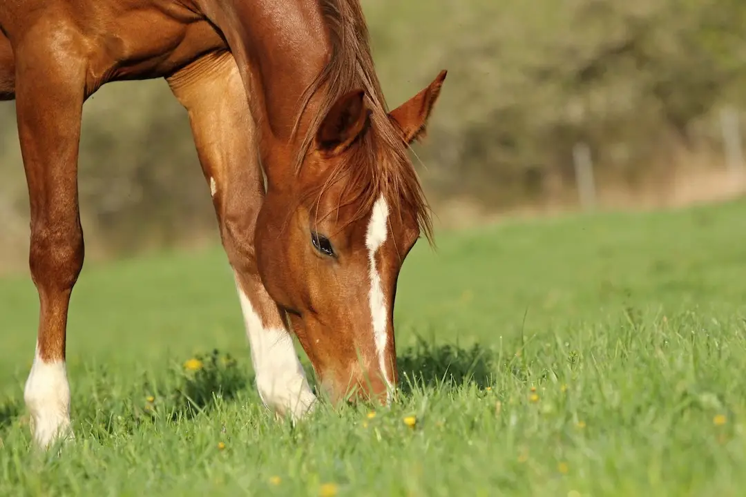 theorie, niveau 1, paardenopleiding, Ggedrag