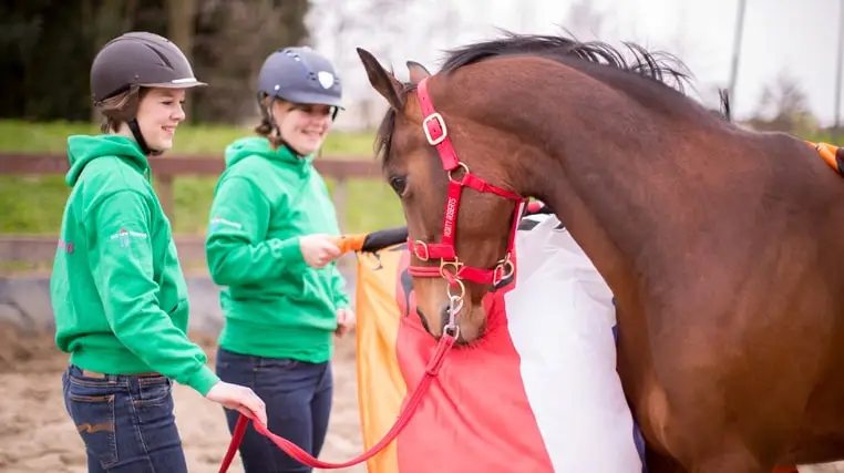 paardenopleiding, orun, KNHS, instructeur paard en gedrag, paardengedrag, paard