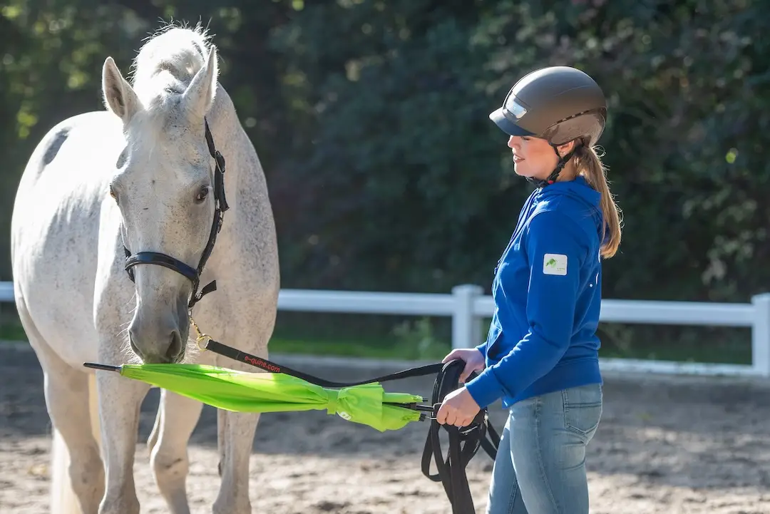 informatiebijeenkomst, e-quine.com, paard, gratis, paardenopleiding