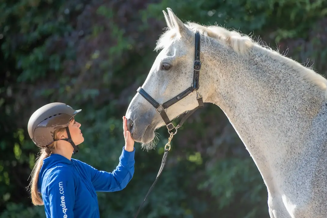 paardenopleiding, orun, KNHS, instructeur paard en gedrag, paardengedrag, paard