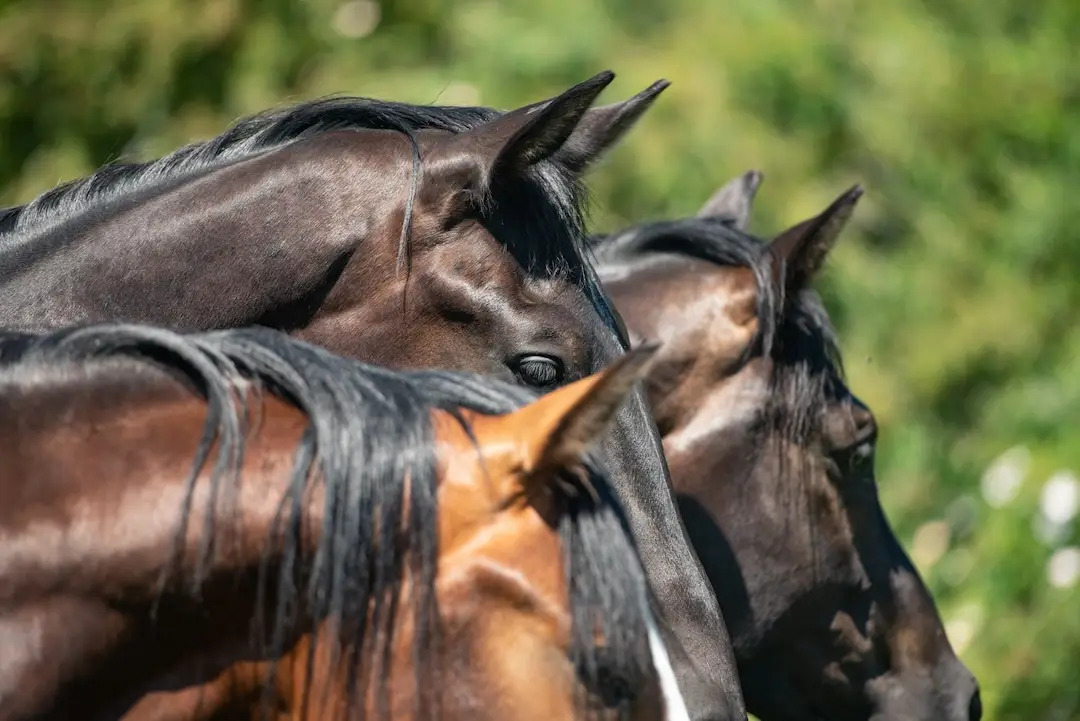 online leren, paarden, paardengedrag, trailerladen