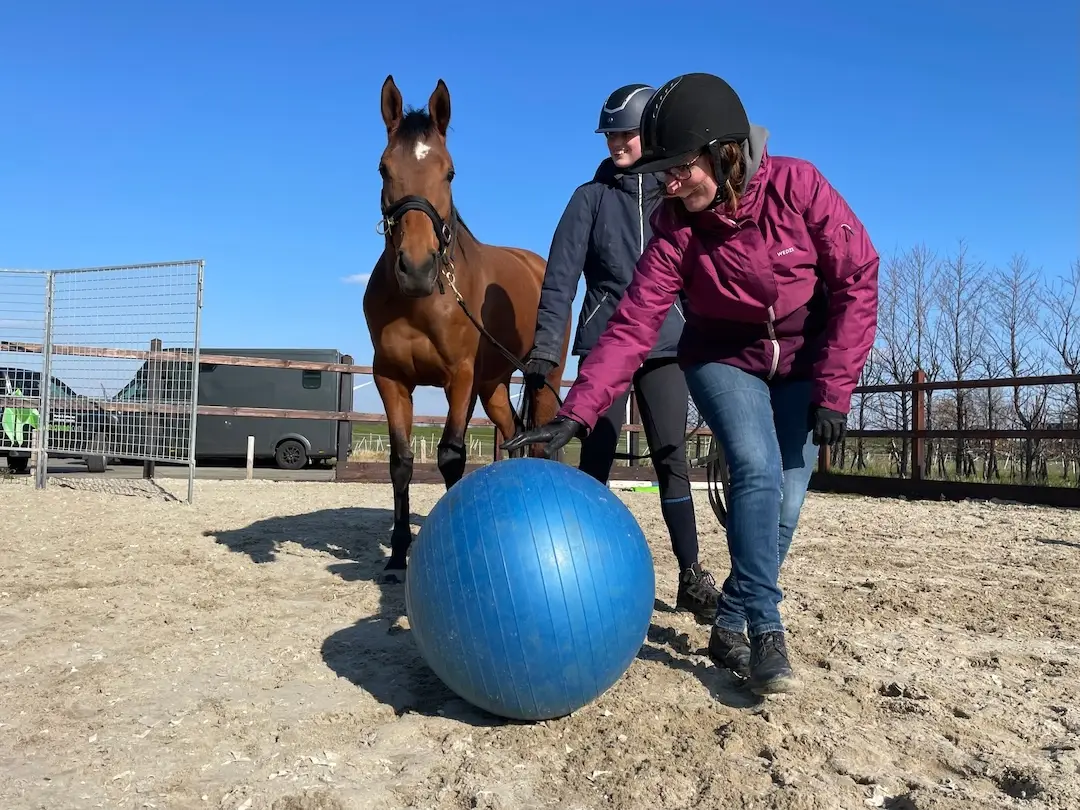 paardenopleiding, orun, KNHS, instructeur paard en gedrag, paardengedrag, paard