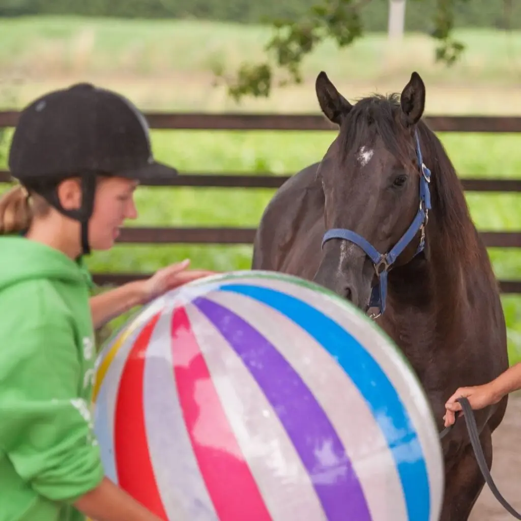 Novel, object, test, paard, karakter