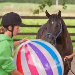 Novel, object, test, paard, karakter