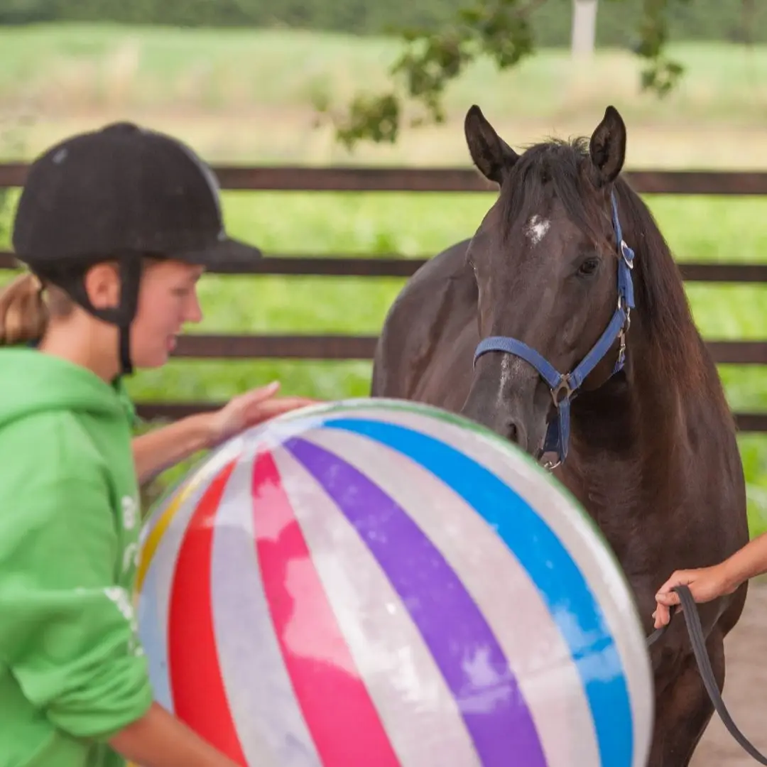 Novel, object, test, paard, karakter