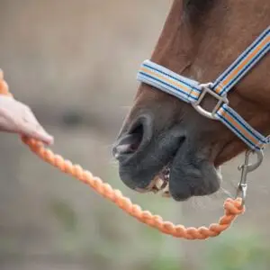 Mijn, paard, bijt. Uitdagend, gedrag, tips, artikel
