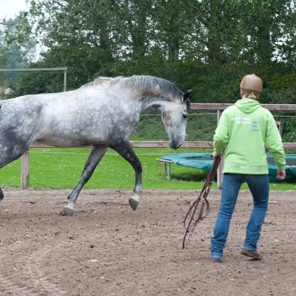 paard, moeilijk, vangen, uitdagend, gedrag, video