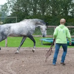 paard, moeilijk, vangen, uitdagend, gedrag, video
