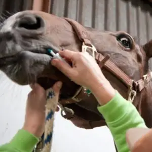 Bang, voor, dierenarts, wormenspuit, prikken,