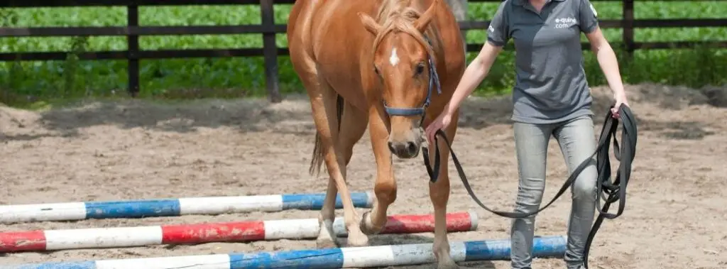 zicht van paarden