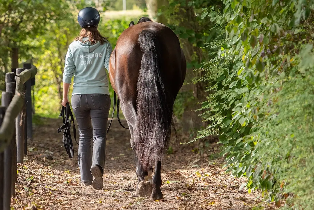 contact, paard, wandelen, Annemarie van der toorn, e-quine.com