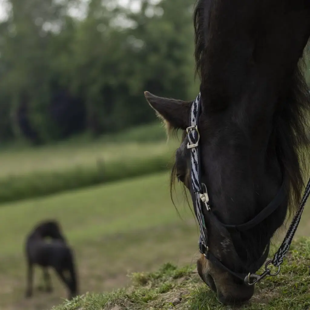 podcast, paarden, Zefanja, bosnian mountain horse,
