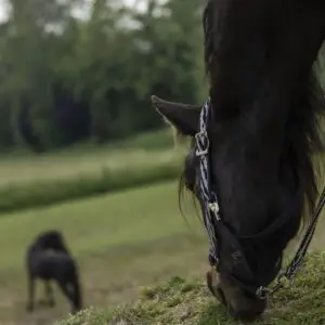 podcast, paarden, Zefanja, bosnian mountain horse,