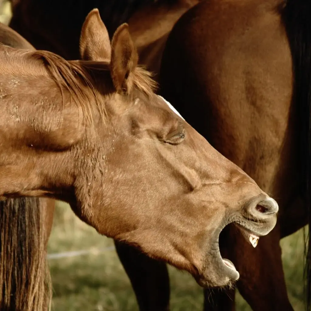 leert, stress, loos, paard, beter, minder stress, ontspannen.
