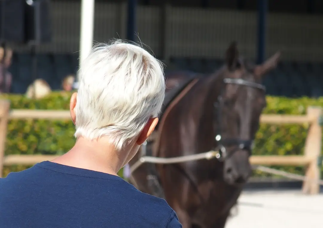 review, massage, paard