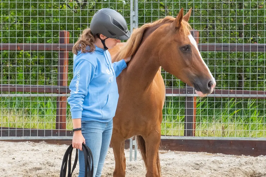 paardenopleiding, orun, KNHS, instructeur paard en gedrag, paardengedrag, paard, niveau 2