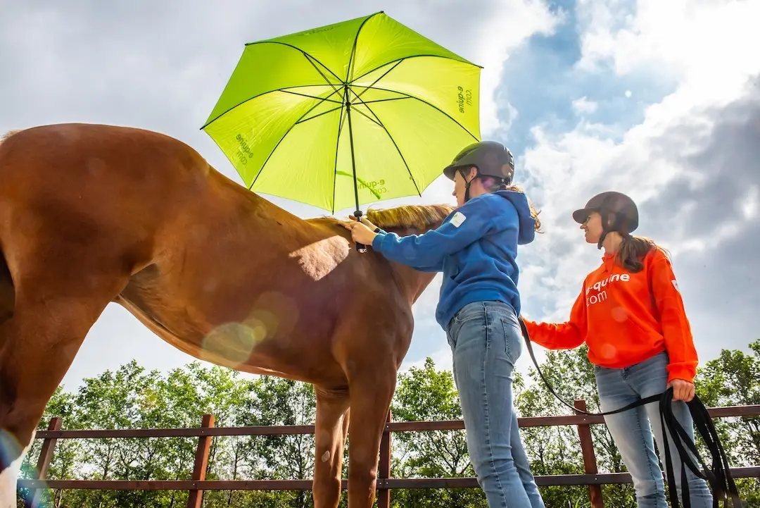 paardenopleiding, orun, KNHS, instructeur paard en gedrag, paardengedrag, paard