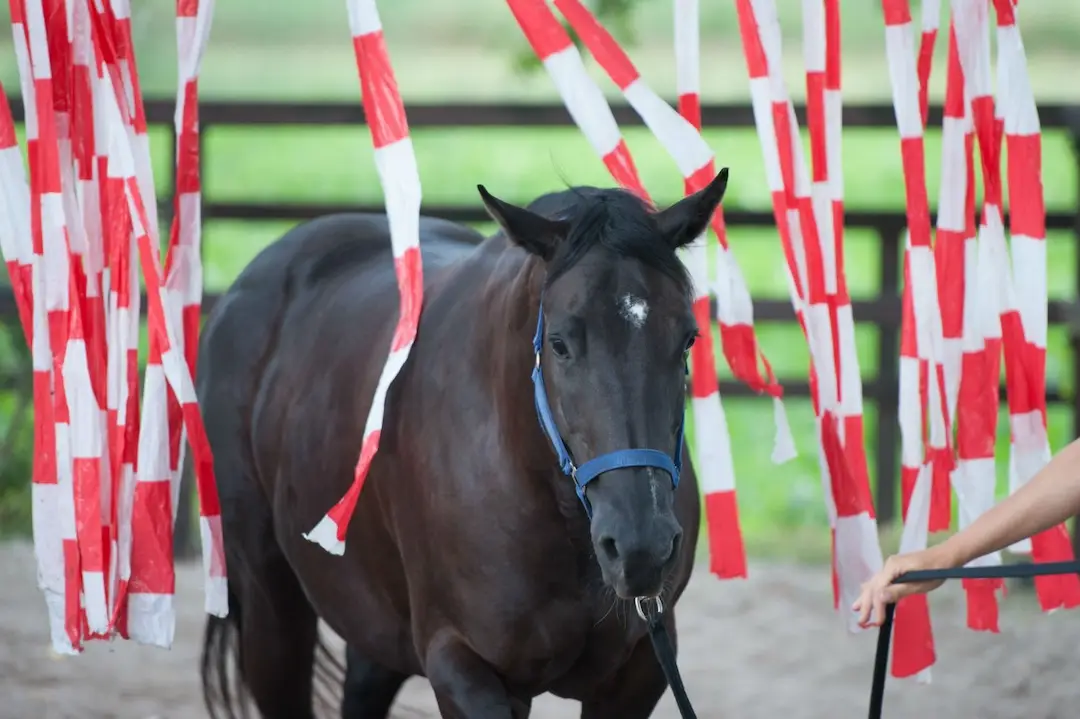 online cursussen paard, trailerladen, paardenpsychologie, eigen paardenbedrijf