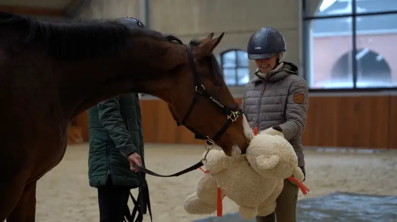 paardenopleiding, orun, KNHS, instructeur paard en gedrag, paardengedrag, paard, niveau 2, erkende diploma, review
