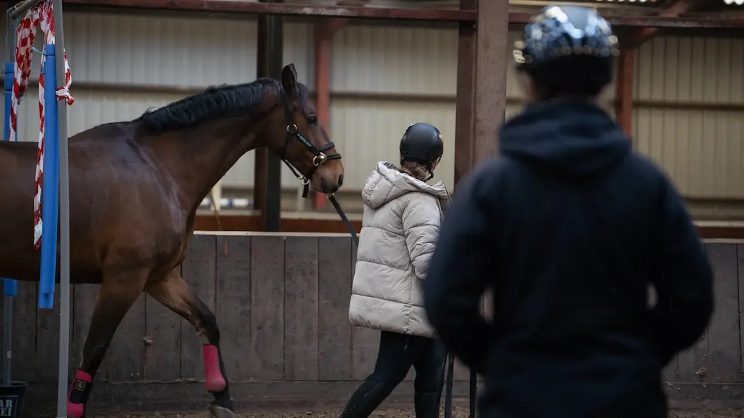 horsemanship, paardenopleiding, mbo hippisch, zone college, loswerken, paard