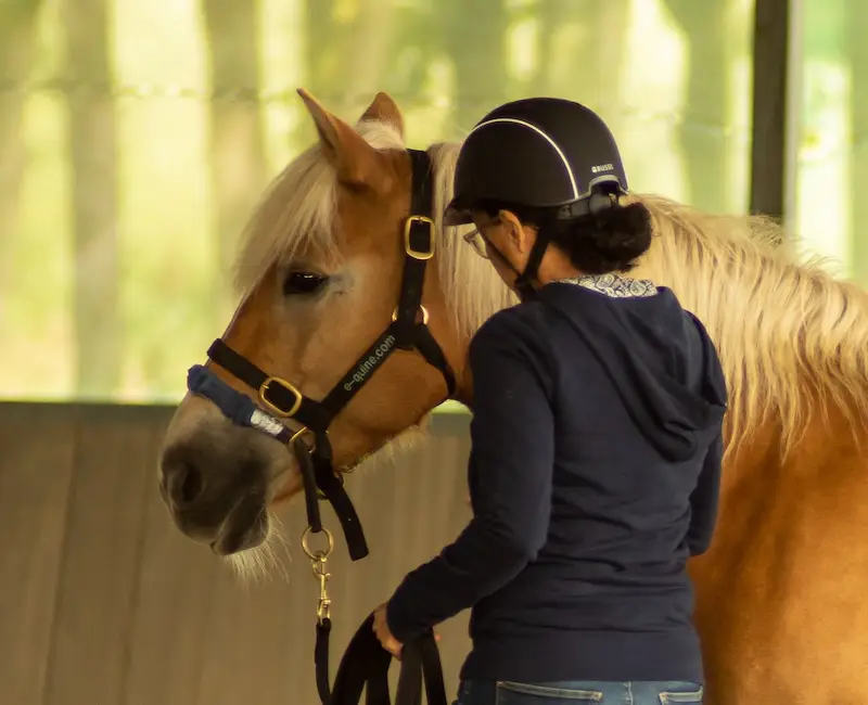 review, paard, cursus, communicatie