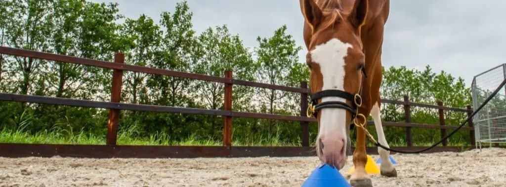 zicht van paarden
