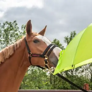 hoe, zien, paarden, paraplu, blikveld, kleur,