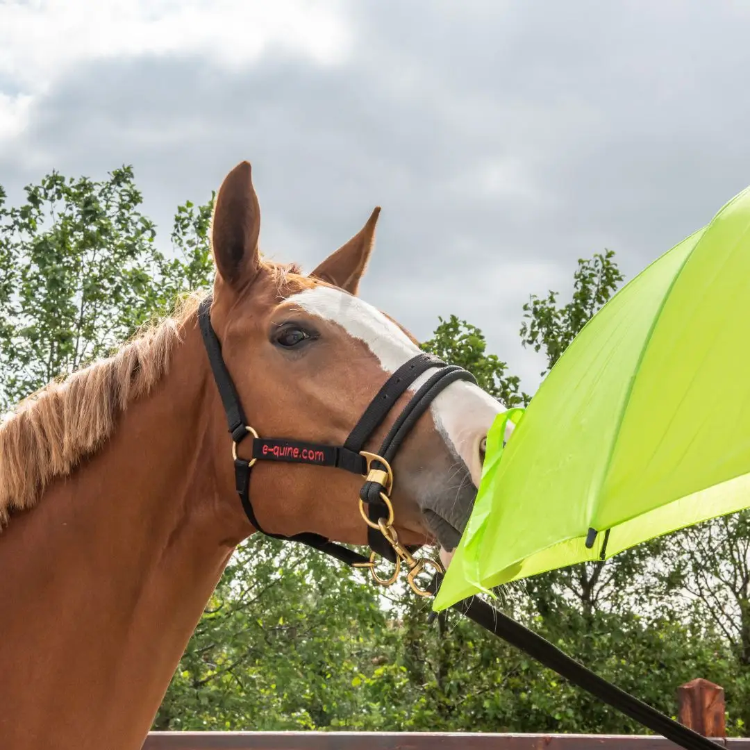 hoe, zien, paarden, paraplu, blikveld, kleur,