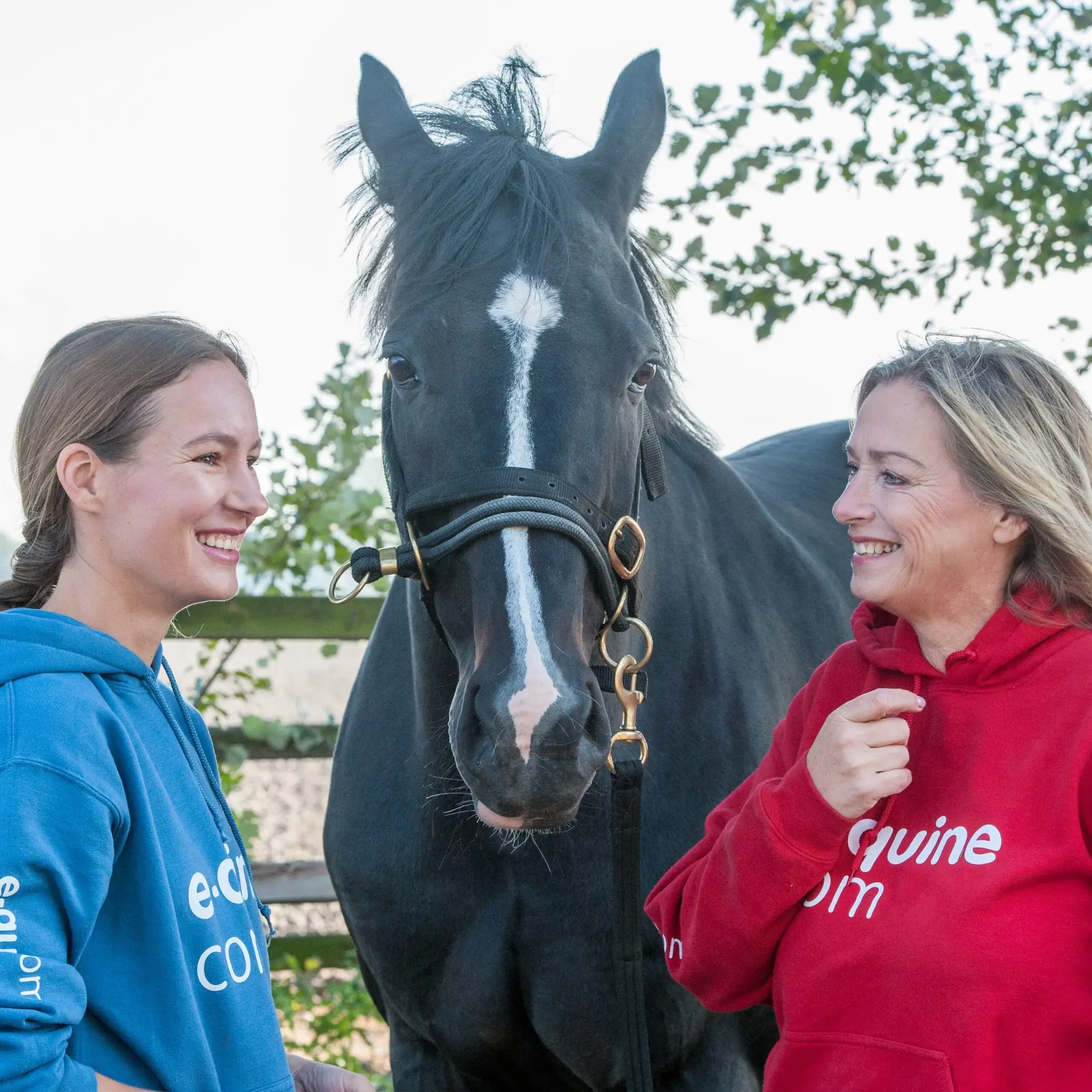 trailerladen, help, paard, met, trailerangst. tips,