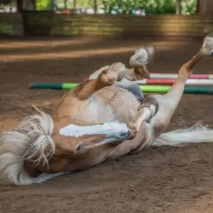 koliek, paarden, dierenarts, maag-darmstelsel,