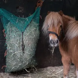 voeren, rijden, gezondheid, voeding, krachtvoer, maagzweren,