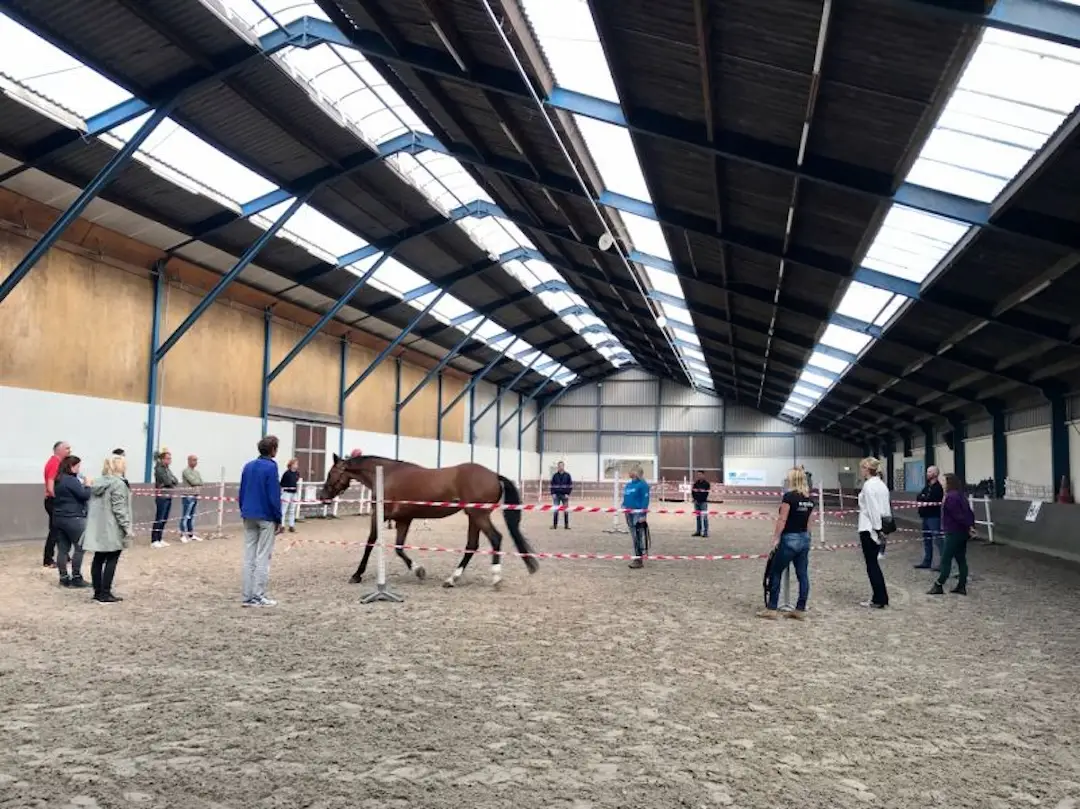 leiderschapstraining, paarden, powered by horses, teamtraining paarden, loswerken