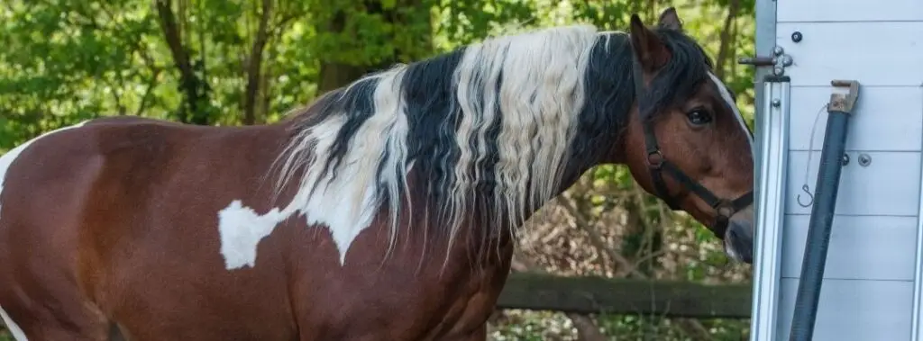 Heeft licht invloed op hoe een paard de trailer in gaat? Help mijn paard wil niet de trailer in.