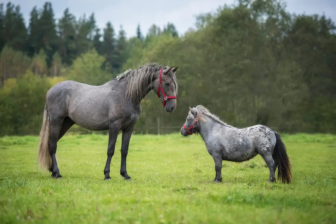 online cursus, paarden, paardenpsychologie, Annemarie van der toorn, paardengedrag, nature, nuture