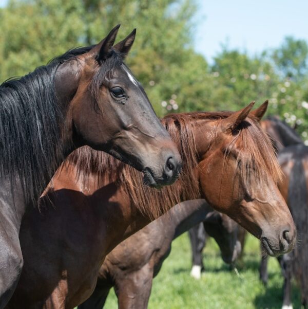 online cursus, paarden, paardenpsychologie, Annemarie van der toorn, paardengedrag