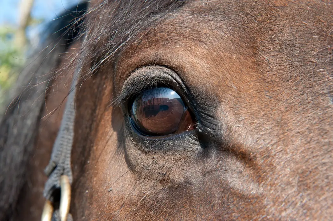 online cursus, paarden, paardenpsychologie, Annemarie van der toorn, paardengedrag, oog, zintuig