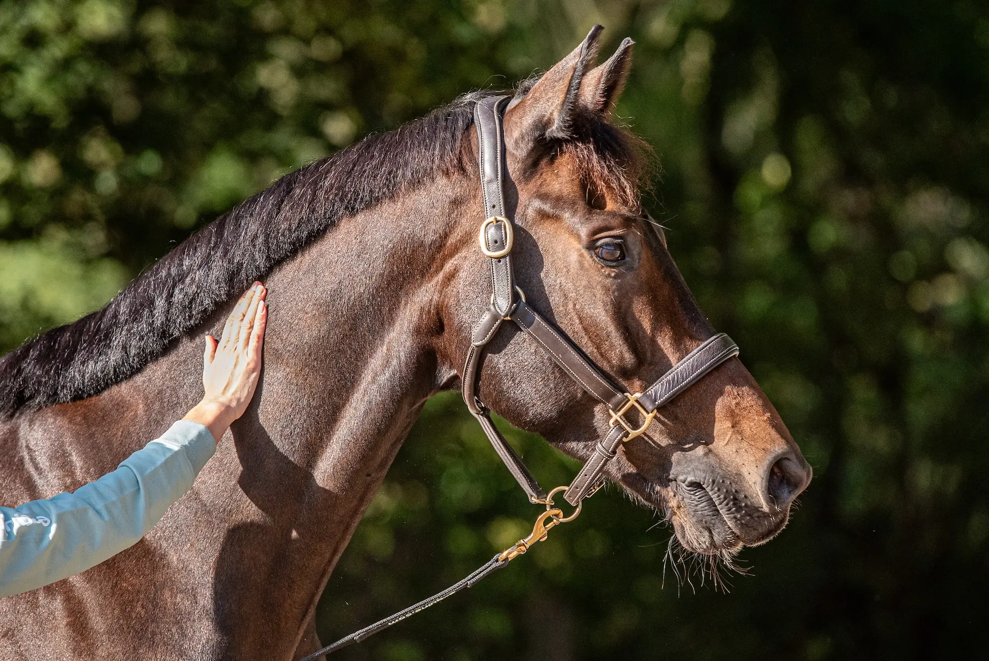 opleiding, paarden, KNHS, ORUN, Instructeur Paard en Gedrag, paardengedrag, Annemarie van der toorn