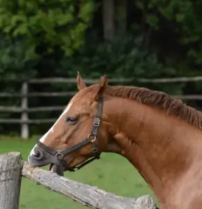 online cursus, paarden, paardenpsychologie, Annemarie van der toorn, paardengedrag, stereotype gedrag