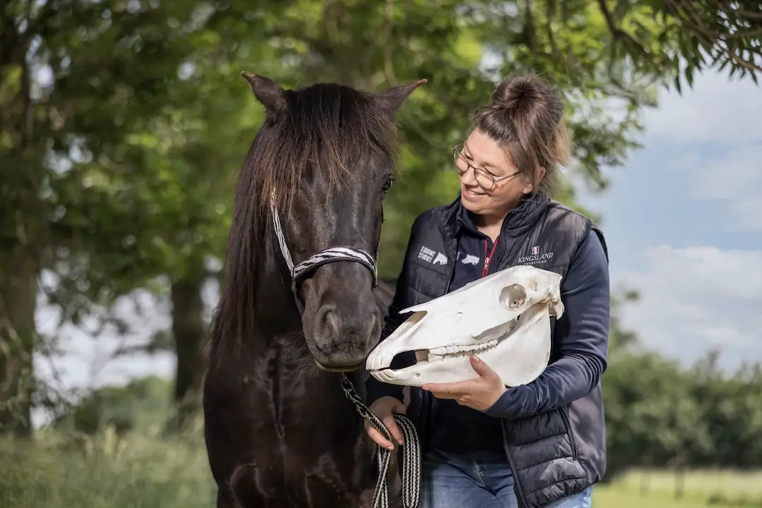 hippische samenwerking, videocontent paarden, Zefanja Vermeulen, equinestudies