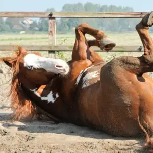 paard, rollen, maanoog, zelfbeheersing, paardengedrag, pchychologie