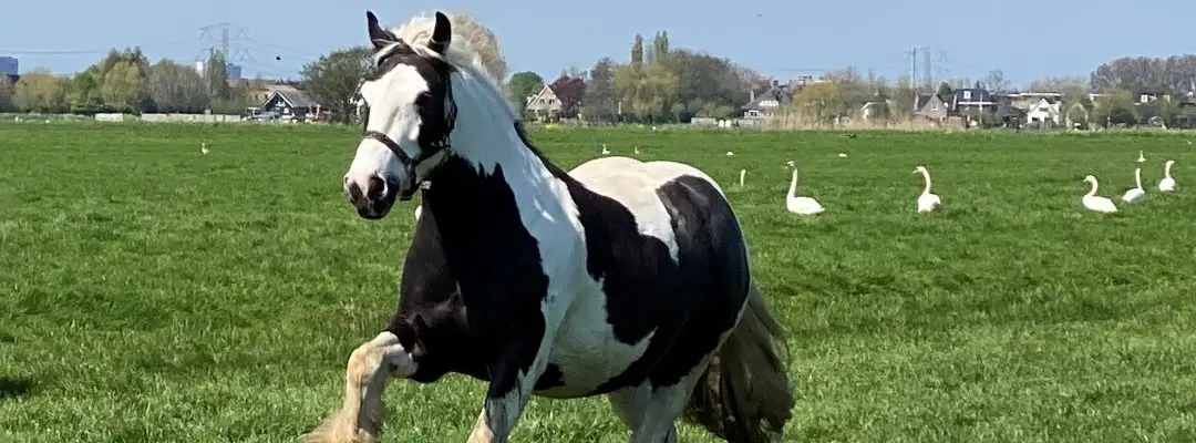galop, tinker, paarden, paard dat hoop bracht