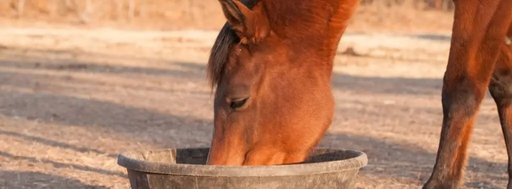 ondergewicht, paarden,