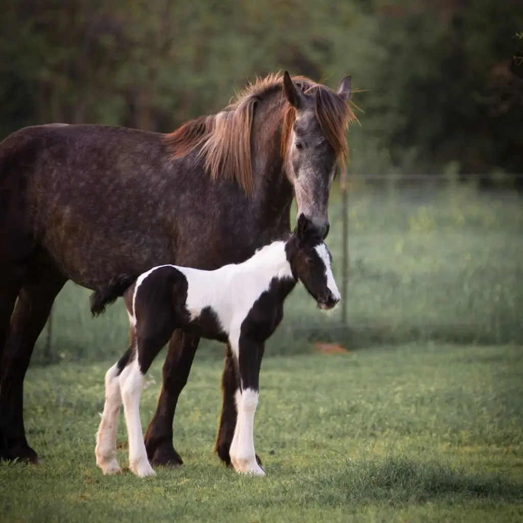 Jong, geleerd, oud, gedaan, paarden, kudde, socialiseren,