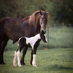 Jong, geleerd, oud, gedaan, paarden, kudde, socialiseren,