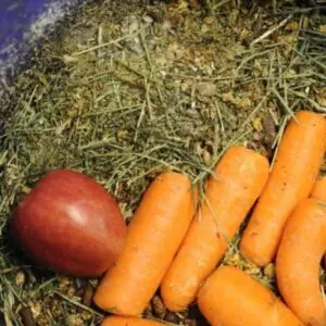 krachtvoer, haver, biks, flegmatiek, fanatiek, paardengedrag,