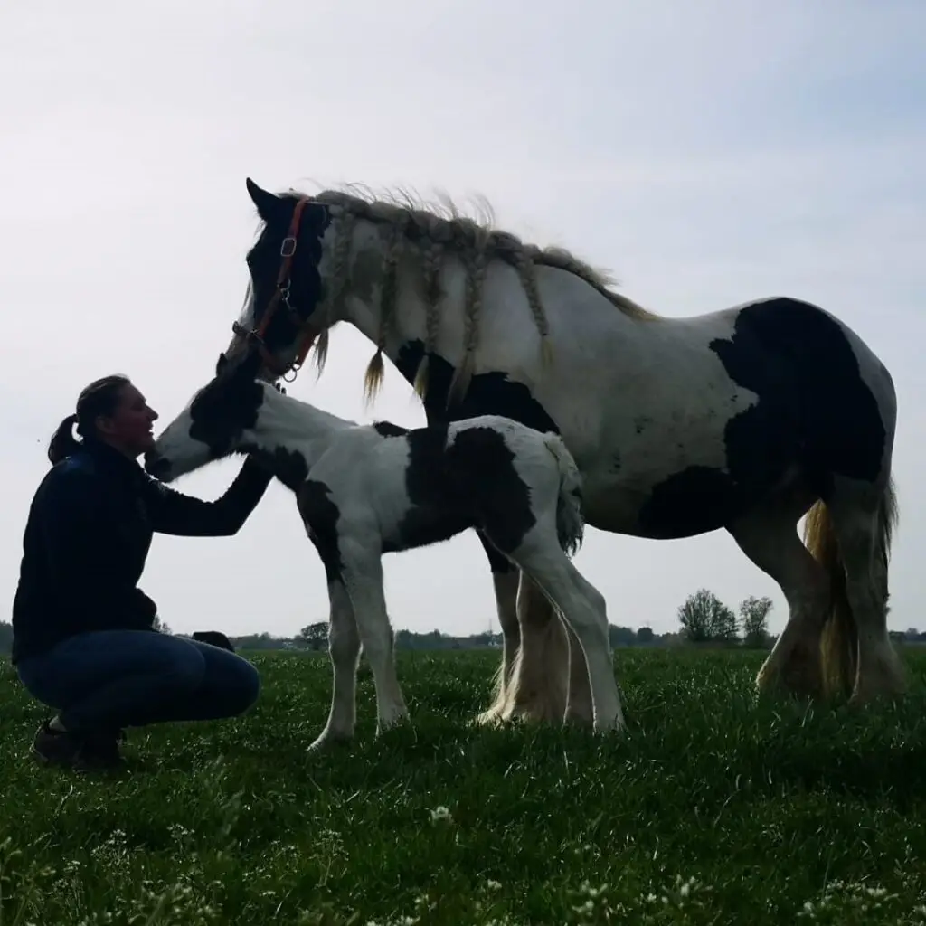 Veulen, paarden, podcast, paard, hoop, bracht
